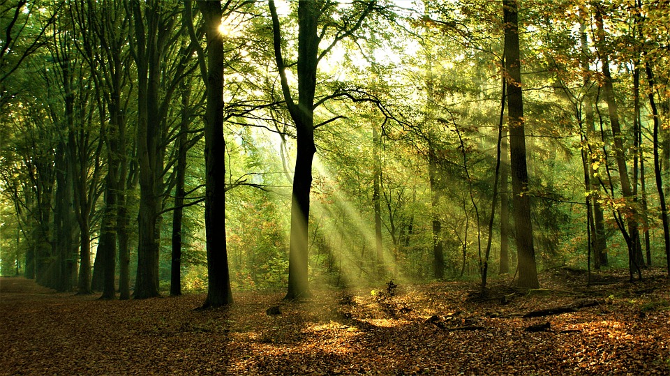 Wald mit seitlichem Sonnenlicht-Einfall